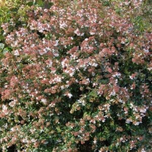 Grmovi Abelia × grandiflora