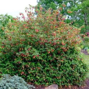 Grmovi Abutilon megapotamicum