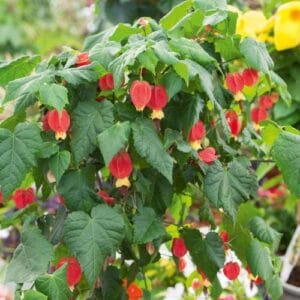 Penjačice Abutilon megapotamicum
