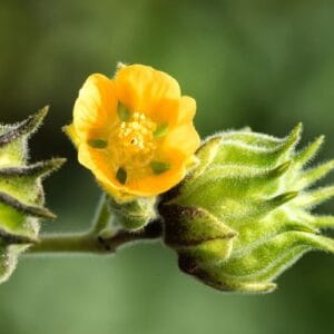 Jednogodšnje biljke Abutilon theophrasti