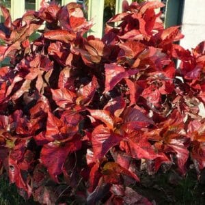 Grmovi Acalypha wilkesiana