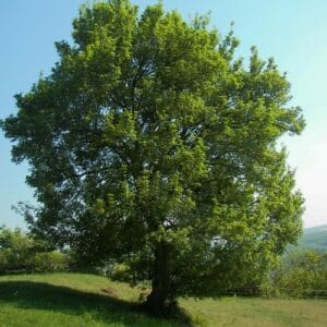 Drveće Acer campestre
