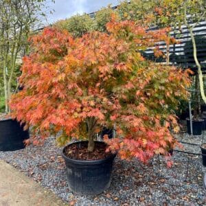 Grmovi Acer palmatum