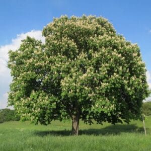 Drveće Acer platanoides