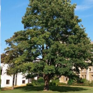 Drveće Acer pseudoplatanus