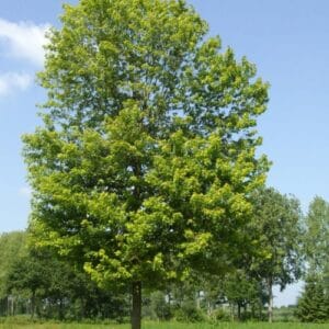 Drveće Acer saccharinum