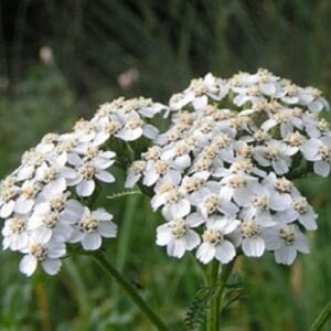 Trajnice Achillea millefolium
