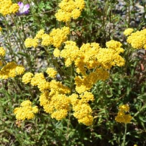 Biljke za kamenjare Achillea tomentosa