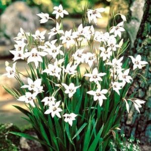 Lukovičaste biljke Acidanthera murielae