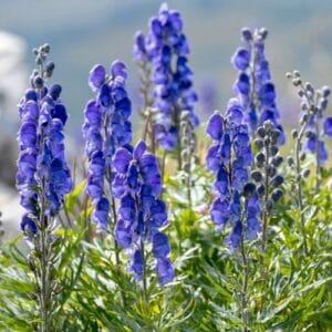 Trajnice Aconitum napellus