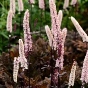 Trajnice Actaea simplex
