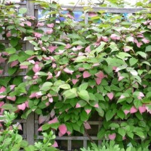 Penjačice Actinidia kolomikta