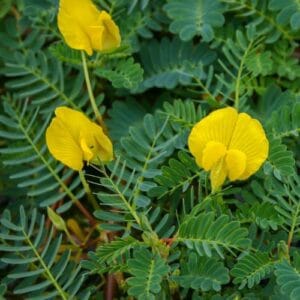 Vodene biljke Aeschynomene fluitans