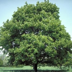 Drveće Aesculus hippocastanum
