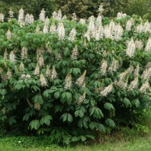 Grmovi Aesculus parviflora