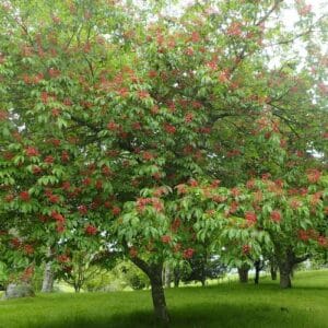 Drveće Aesculus pavia