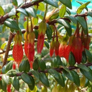 Penjačice Agapetes serpens