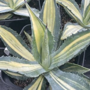 Kaktus Agave americana 'Striata'