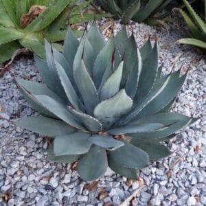 Kaktus Agave parryi