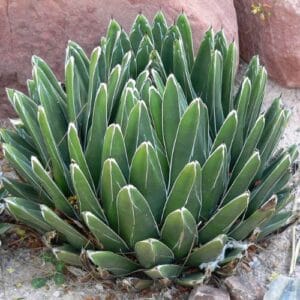 Kaktus Agave victoriae-reginae