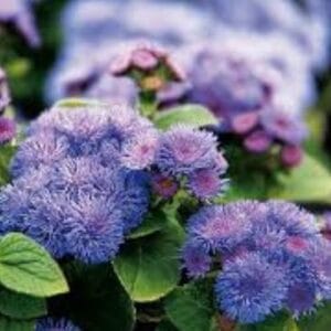 Jednogodšnje biljke Ageratum houstonianum
