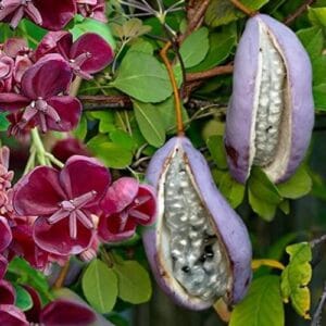 Penjačice Akebia quinata