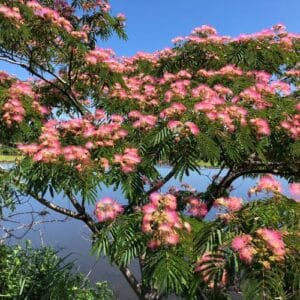 Drveće Albizia julibrissin