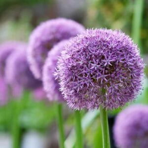 Lukovičaste biljke Allium giganteum