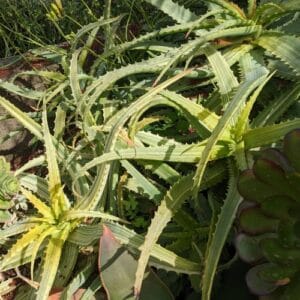 Kaktus Aloe arborescens 'Variegata'