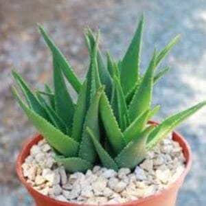 Kaktus Aloe ciliaris