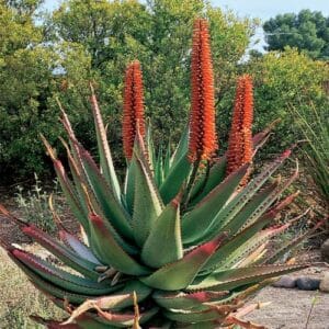 Kaktus Aloe ferox