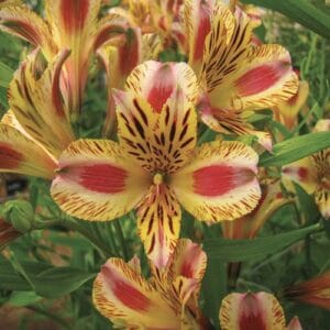 Lukovičaste biljke Alstroemeria 'Margaret (Staccato)'