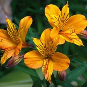 Lukovičaste biljke Alstroemeria aurea