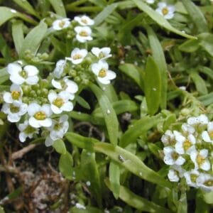Jednogodšnje biljke Alyssum maritimum (Sweet Alyssum)