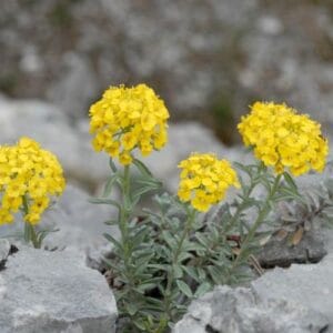 Biljke za kamenjare Alyssum montanum