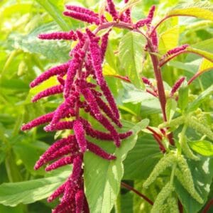 Jednogodšnje biljke Amaranthus caudatus