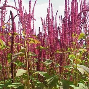 Jednogodšnje biljke Amaranthus cruentus