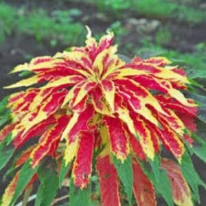 Jednogodšnje biljke Amaranthus tricolor