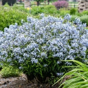 Trajnice Amsonia tabernaemontana