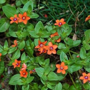 Jednogodšnje biljke Anagallis arvensis