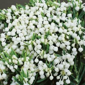 Biljke za kamenjare Andromeda polifolia 'Alba'