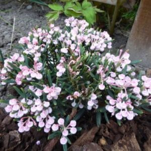 Biljke za kamenjare Andromeda polifolia 'Compacta'