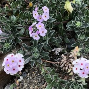 Biljke za kamenjare Androsace lanuginosa
