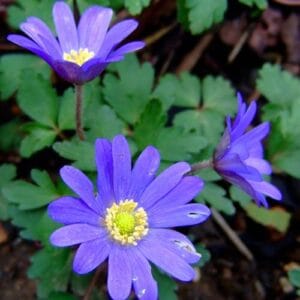 Lukovičaste biljke Anemone blanda