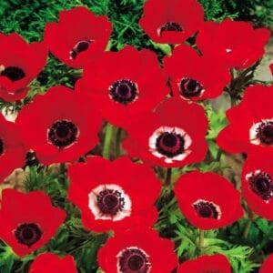Lukovičaste biljke Anemone coronaria