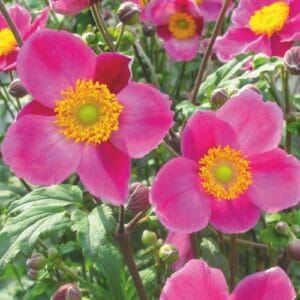 Trajnice Anemone hupehensis