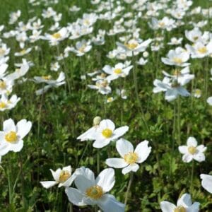 Trajnice Anemone sylvestris.peg