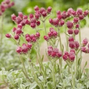 Biljke za kamenjare Antennaria dioica