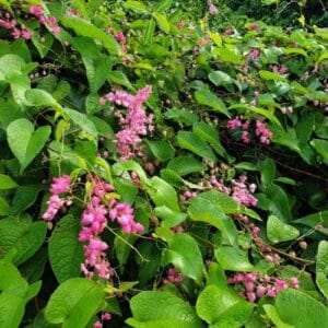 Penjačice Antigonon leptopus