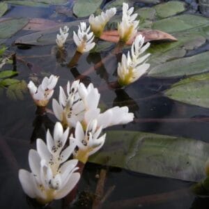 Vodene biljke Aponogeton distachyos